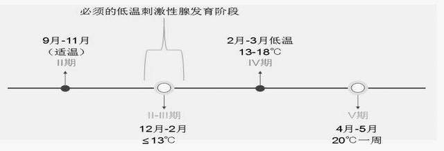 龙纹斑苗种规模化繁育技术