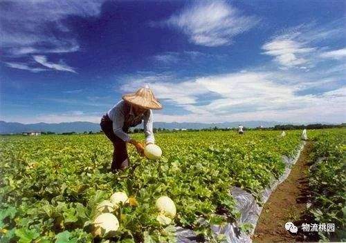 生鲜三部曲：技术改造农业订单化生产（上游农业）