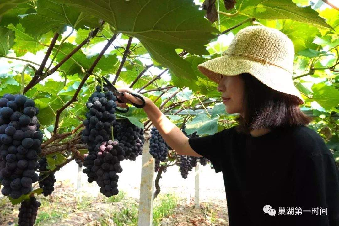 【现场视频】葡萄熟了！巢湖黄麓精华葡萄采摘园盛大开园啦！喊你来享受美味+采摘(文末有福利)