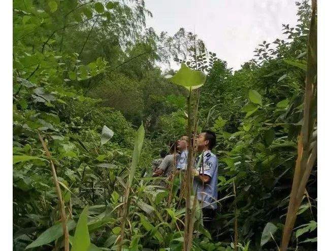 衢州某村民上山采粽叶，天黑了，人却不见踪影...