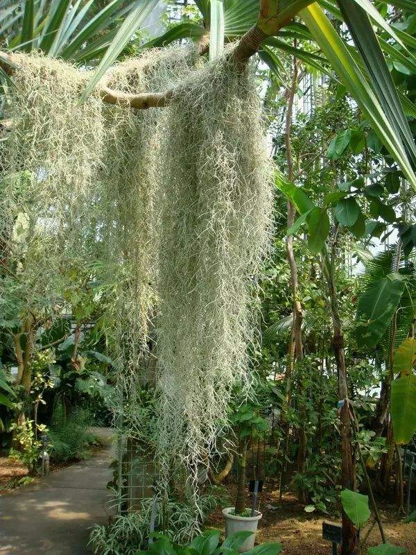 “不要土”的附生植物，种植物更自由