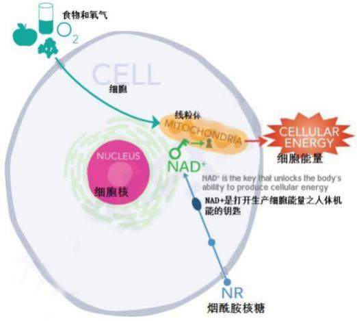 诺加因子抗衰老新技术，长命百岁不是梦