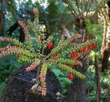 “不要土”的附生植物，种植物更自由