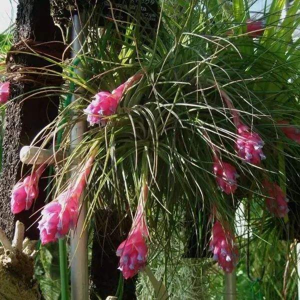 “不要土”的附生植物，种植物更自由