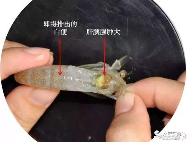 对虾白便形成原因及处理案例