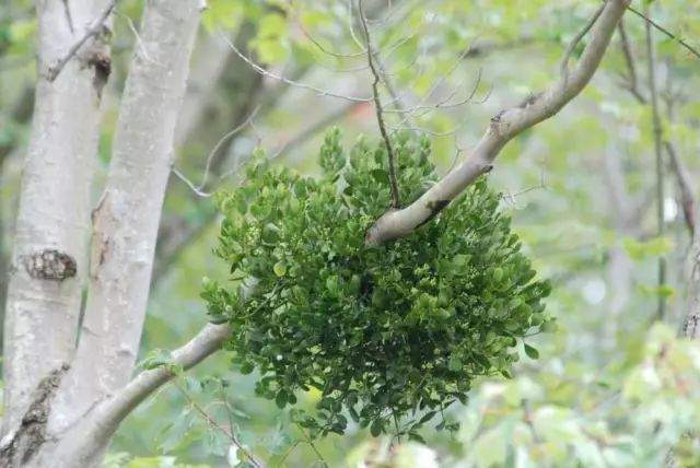 “不要土”的附生植物，种植物更自由