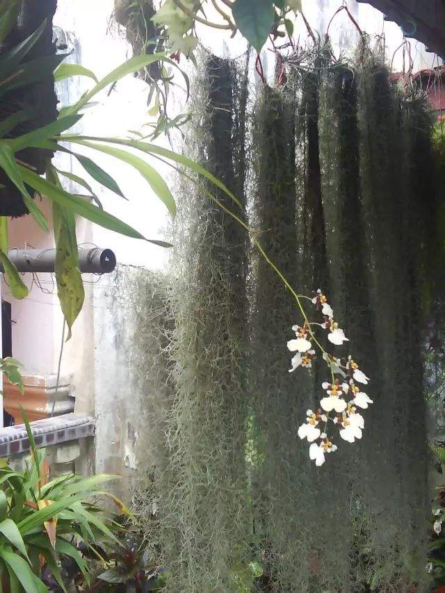 “不要土”的附生植物，种植物更自由