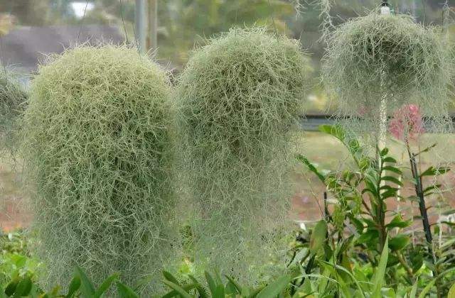 “不要土”的附生植物，种植物更自由