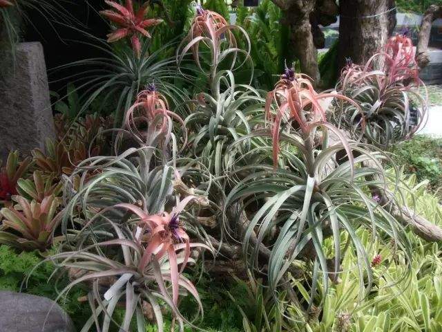 “不要土”的附生植物，种植物更自由