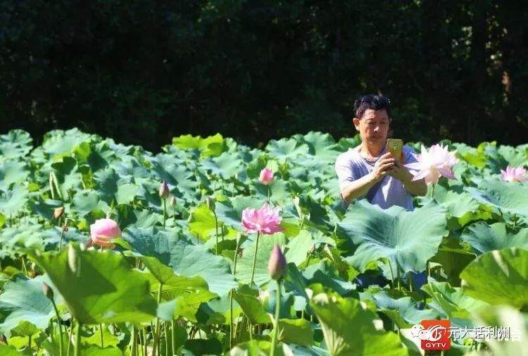 湿地公园的荷花开了，快来赏花吧！