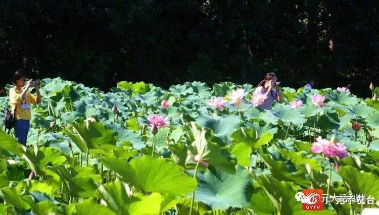 湿地公园的荷花开了，快来赏花吧！