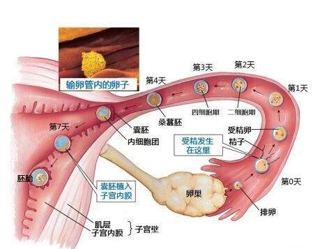 钱医生科普：孕三项与保胎治疗！