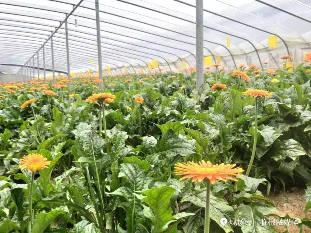 走基层•强四力！临沂市首届社区文化节走进沂南启动，百名记者带你看沂南