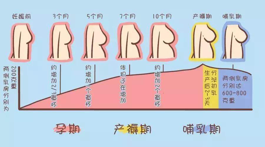 百呵育儿|怀孕之后，乳房的这些变化都正常吗？