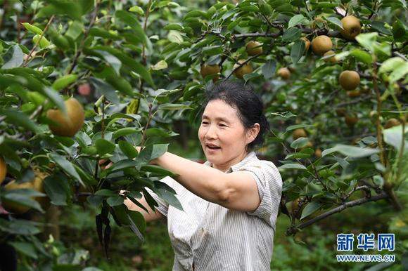 重庆巴南：梨产业助力山村蝶变