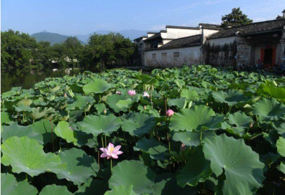 今日入伏，不历尘埃三伏热，孰知风露九秋凉！