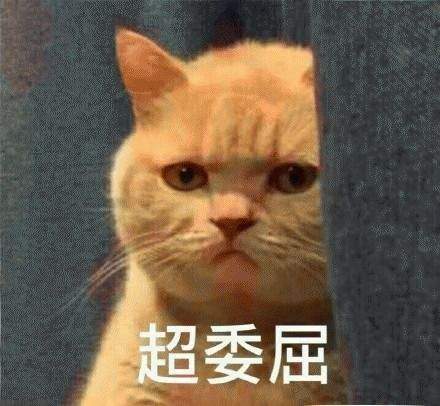 女星被妈妈强迫将猫送走：怀孕就不能养猫！