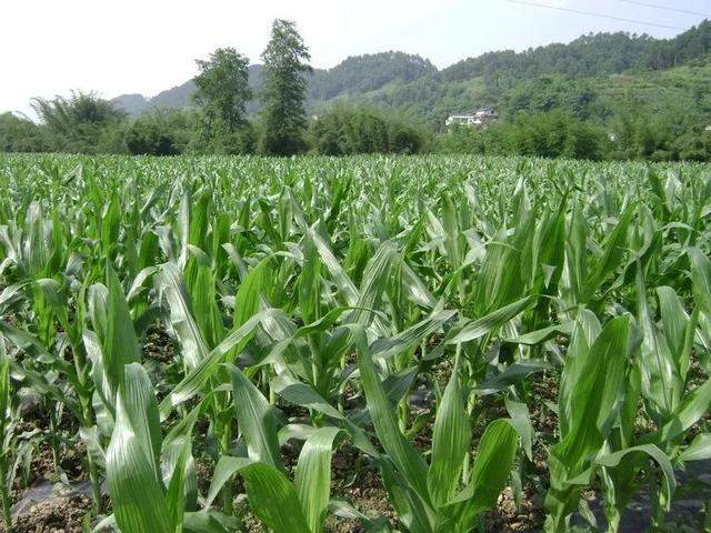 【农技推广】重庆市种植业主推技术（连载，第一部分第二章第一、二节）