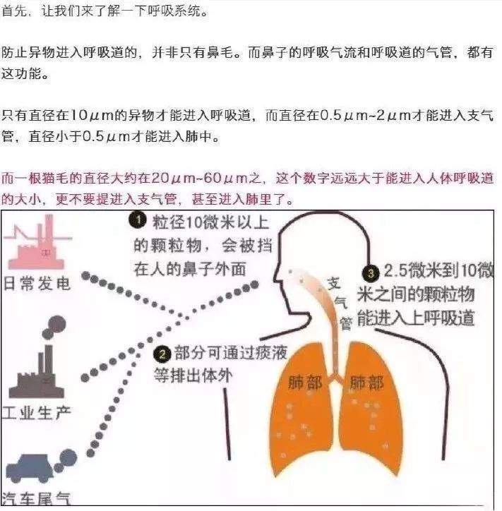 女星被妈妈强迫将猫送走：怀孕就不能养猫！