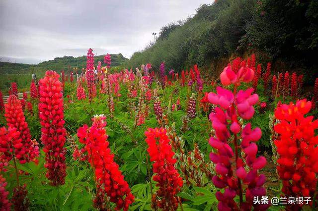 北国南地兰州石佛沟景区云顶山五彩鲁冰花绚丽绽放美极了