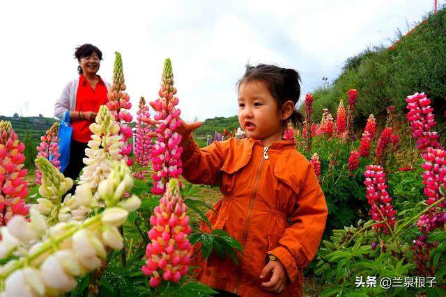 北国南地兰州石佛沟景区云顶山五彩鲁冰花绚丽绽放美极了