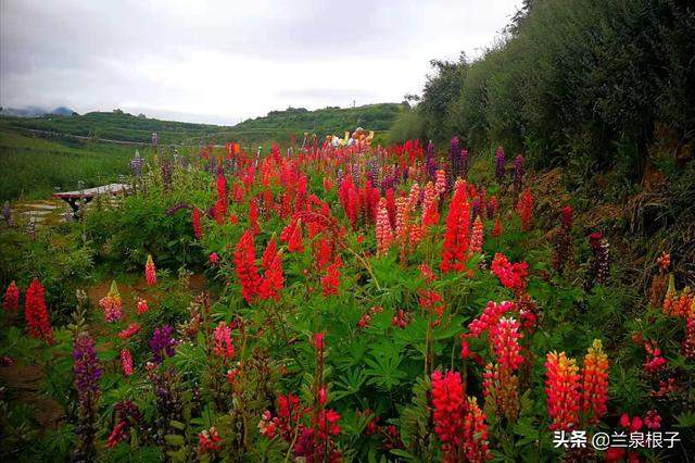 北国南地兰州石佛沟景区云顶山五彩鲁冰花绚丽绽放美极了