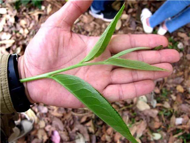 【刀哥说茶】破除普洱茶的各种迷雾，关键在一个“度”