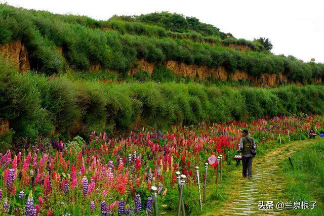 北国南地兰州石佛沟景区云顶山五彩鲁冰花绚丽绽放美极了