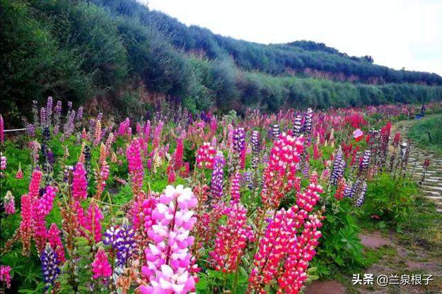 北国南地兰州石佛沟景区云顶山五彩鲁冰花绚丽绽放美极了