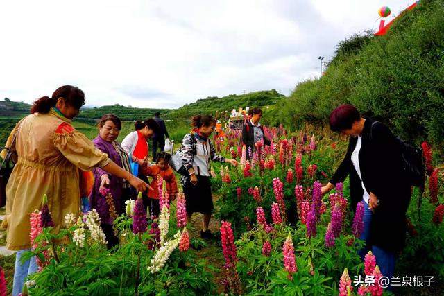 北国南地兰州石佛沟景区云顶山五彩鲁冰花绚丽绽放美极了