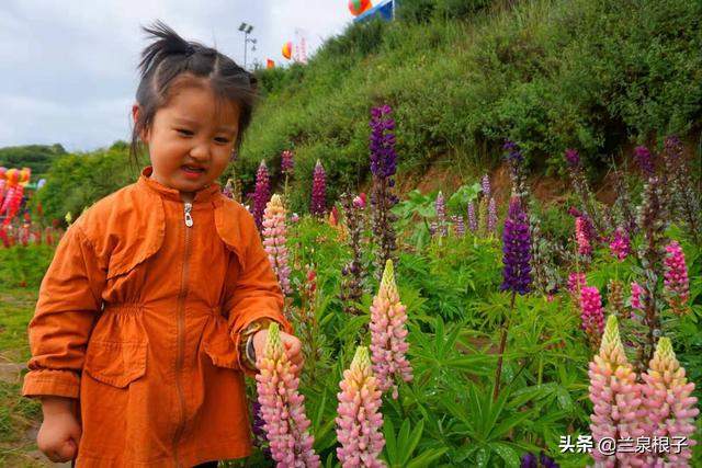 北国南地兰州石佛沟景区云顶山五彩鲁冰花绚丽绽放美极了