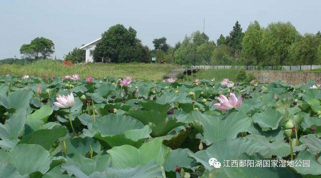 夏日的鄱阳湖， 时光静美，一切皆好