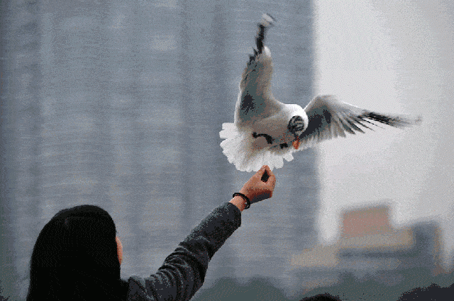 2019昆明高原国际半程马拉松!!!你不得不跑