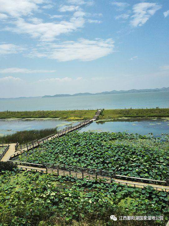 夏日的鄱阳湖， 时光静美，一切皆好