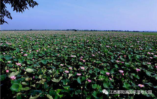 夏日的鄱阳湖， 时光静美，一切皆好