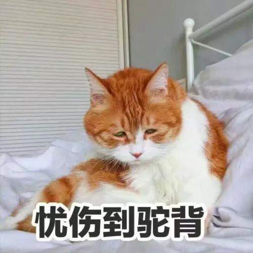 该不该给猫猫做绝育手术？