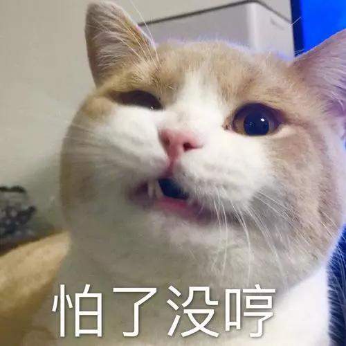 该不该给猫猫做绝育手术？