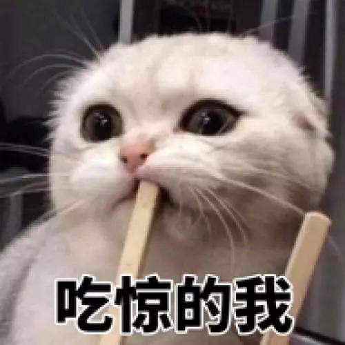 该不该给猫猫做绝育手术？