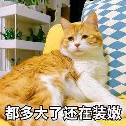 该不该给猫猫做绝育手术？