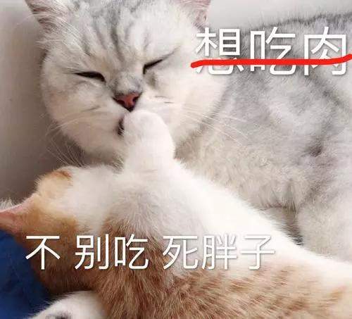 该不该给猫猫做绝育手术？