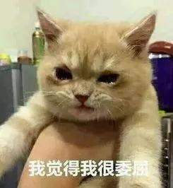 该不该给猫猫做绝育手术？