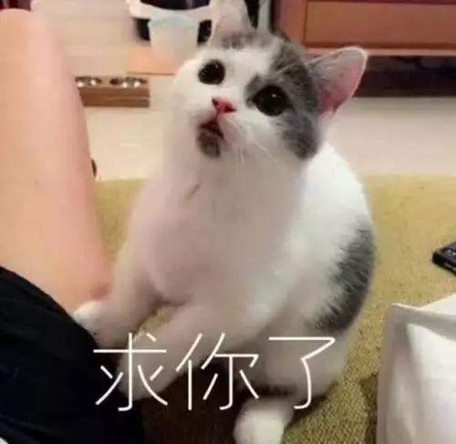 该不该给猫猫做绝育手术？