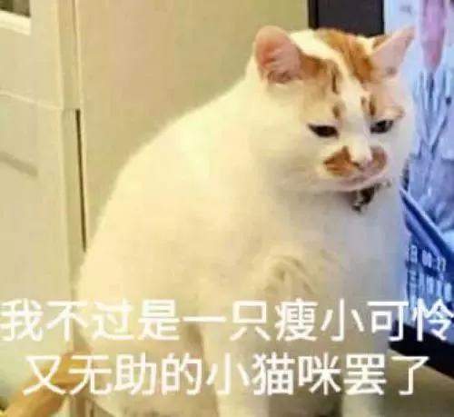 该不该给猫猫做绝育手术？