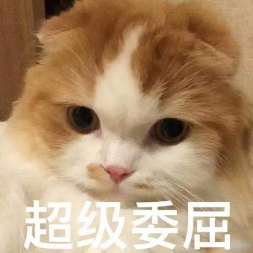 该不该给猫猫做绝育手术？