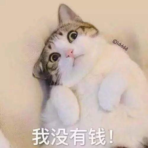 该不该给猫猫做绝育手术？