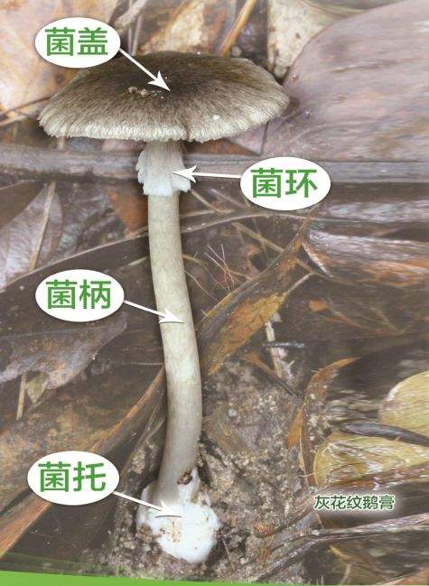 云南女子用大蒜炒菌验毒，把全家送进ICU！医生：太不靠谱！