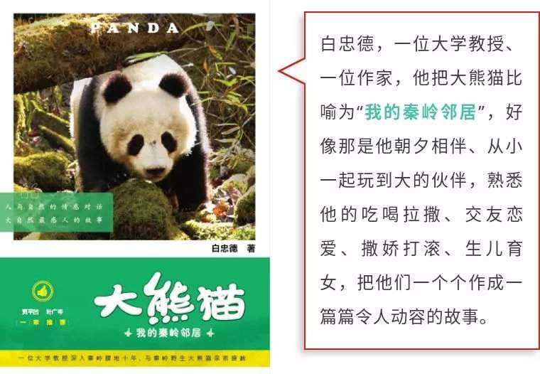 萌化了！秦岭深处有瑰宝，大熊猫：我们不要再低调了~