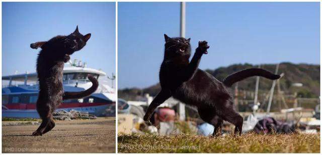 这位日本摄影师镜头下的猫咪都会中国功夫……