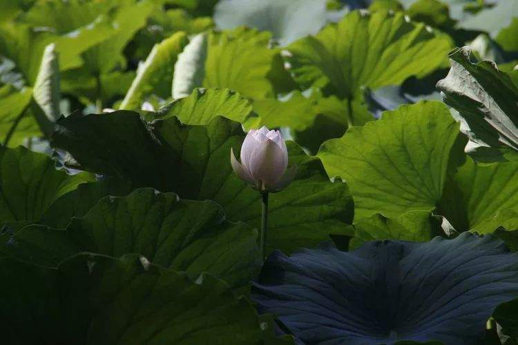 伊宁的荷花池，别样的美