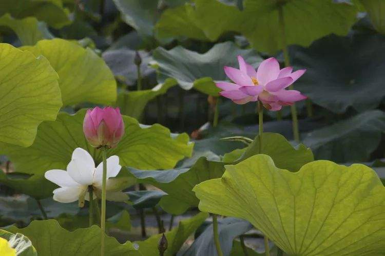 伊宁的荷花池，别样的美